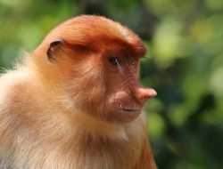 Satwa Langka Kalimantan yang Hampir Punah