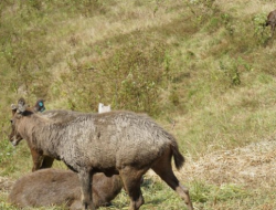 Surga Tersembunyi Kuliner Fermentasi Suku Dayak