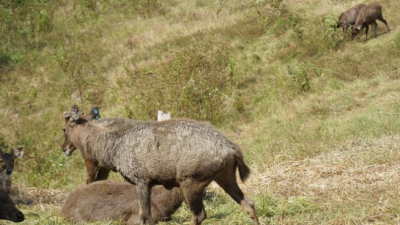 Surga Tersembunyi Kuliner Fermentasi Suku Dayak