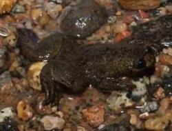 Jakai dalam Pandangan Sains dan Masyarakat Adat Kalimantan