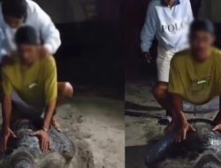 Tunggangi Penyu, 5 Pemuda Kaltim Diamankan dan Minta Maaf di Depan Warga