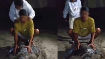 Tunggangi Penyu, 5 Pemuda Kaltim Diamankan dan Minta Maaf di Depan Warga